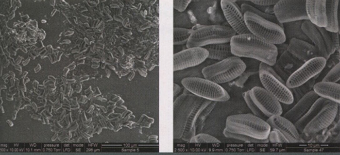 材料与测试:图：微观污损生物实例的电子显微镜图像。由AkzoNobel Marine & Protective Coatings公司提供。
